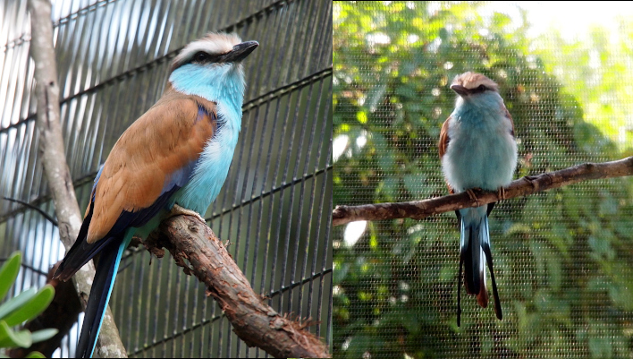 [Two images spliced together. The image on the left is a closer view of the bird and cuts off part of its long tail. It is a side view which shows the wings to be mostly brown with some slate-grey edges and some black feathers underneath was well as the length of its tail. A dark line extends from the bill throught the dark eye to the back of the head. The image on the right has the bird facing the camera and showing its entire body. The lower half of its head and underbelly are pale blue. The bill is relative short and brown. It is perched on a branch and its tail has black feathers and appears to be equally as long as its body. Its belly looks rather fluffy.]